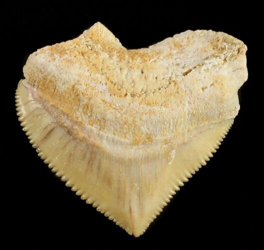 Nice Squalicorax (Crow Shark) Fossil Tooth #38417